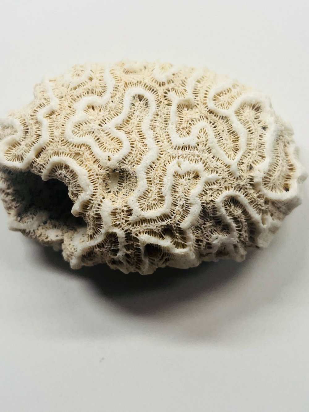 Rare Fossilized Brain Coral for Display or Aquarium